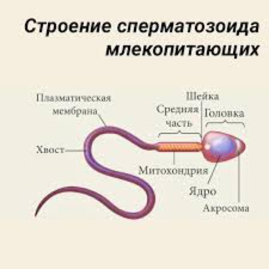 Схема строения сперматозоида млекопитающего