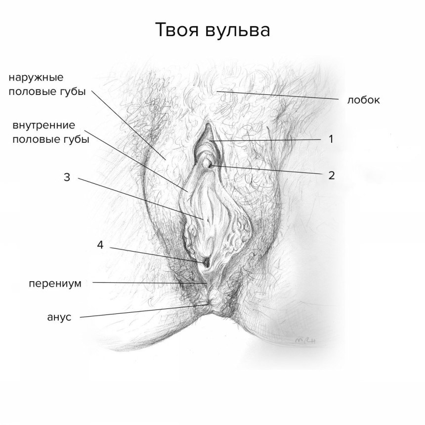 Женская промежность анатомия схема